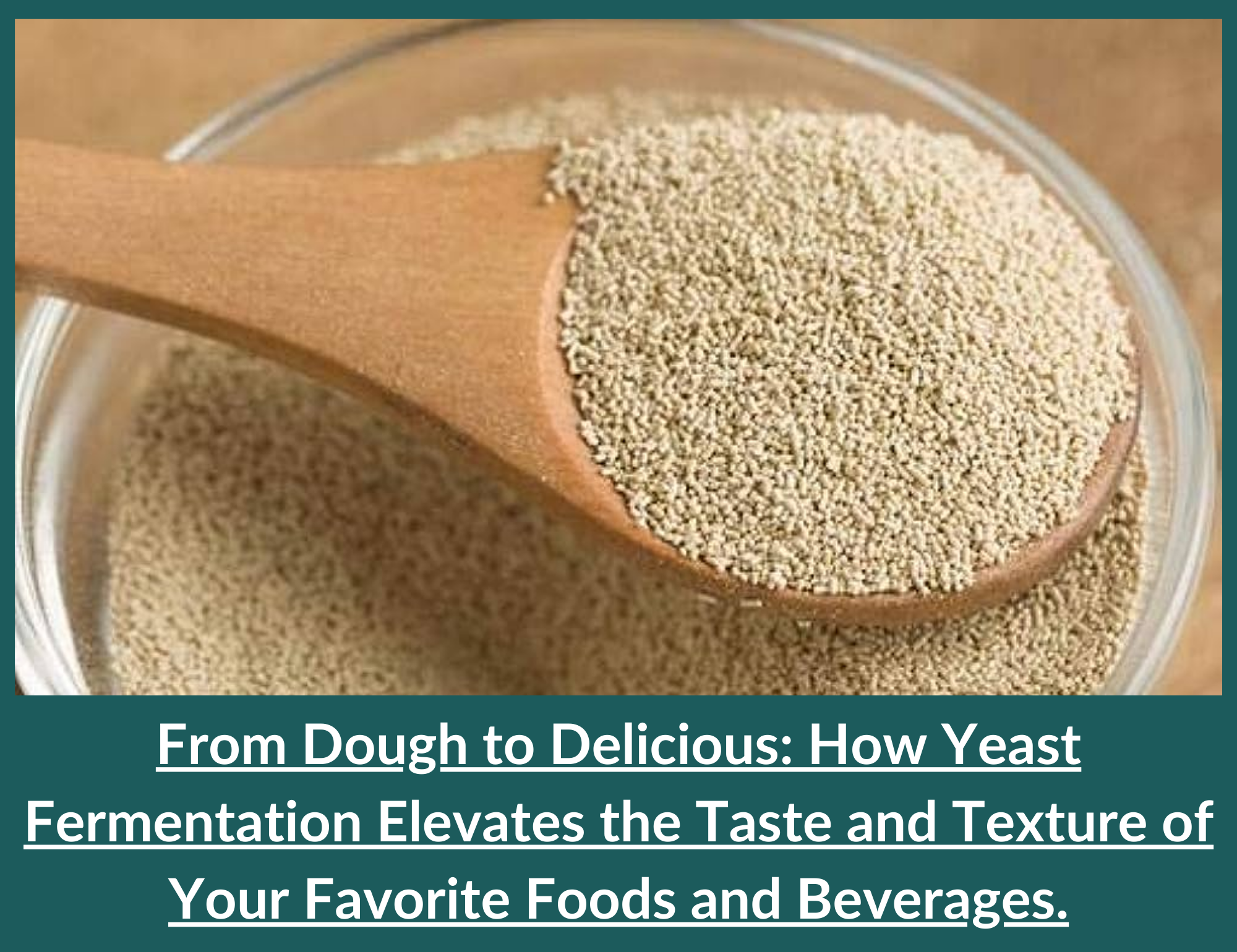 Yeast Fermentation effects of foods & beverages